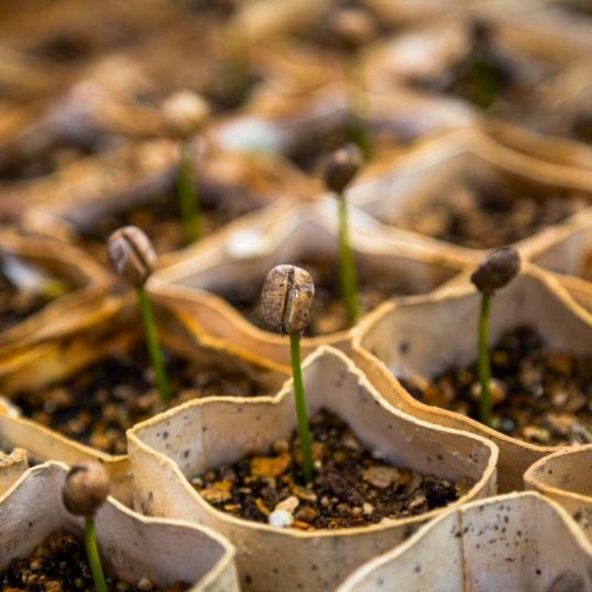 https://www.debbaut.solutions/wp-content/uploads/2018/09/coffee-plant-CPG-turnaround-540x540.jpg